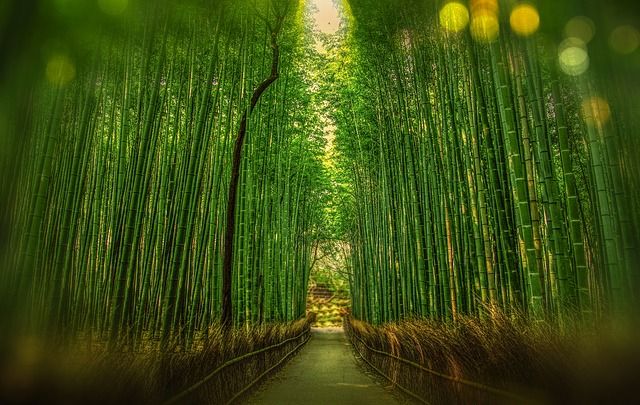 kyoto cosa vedere