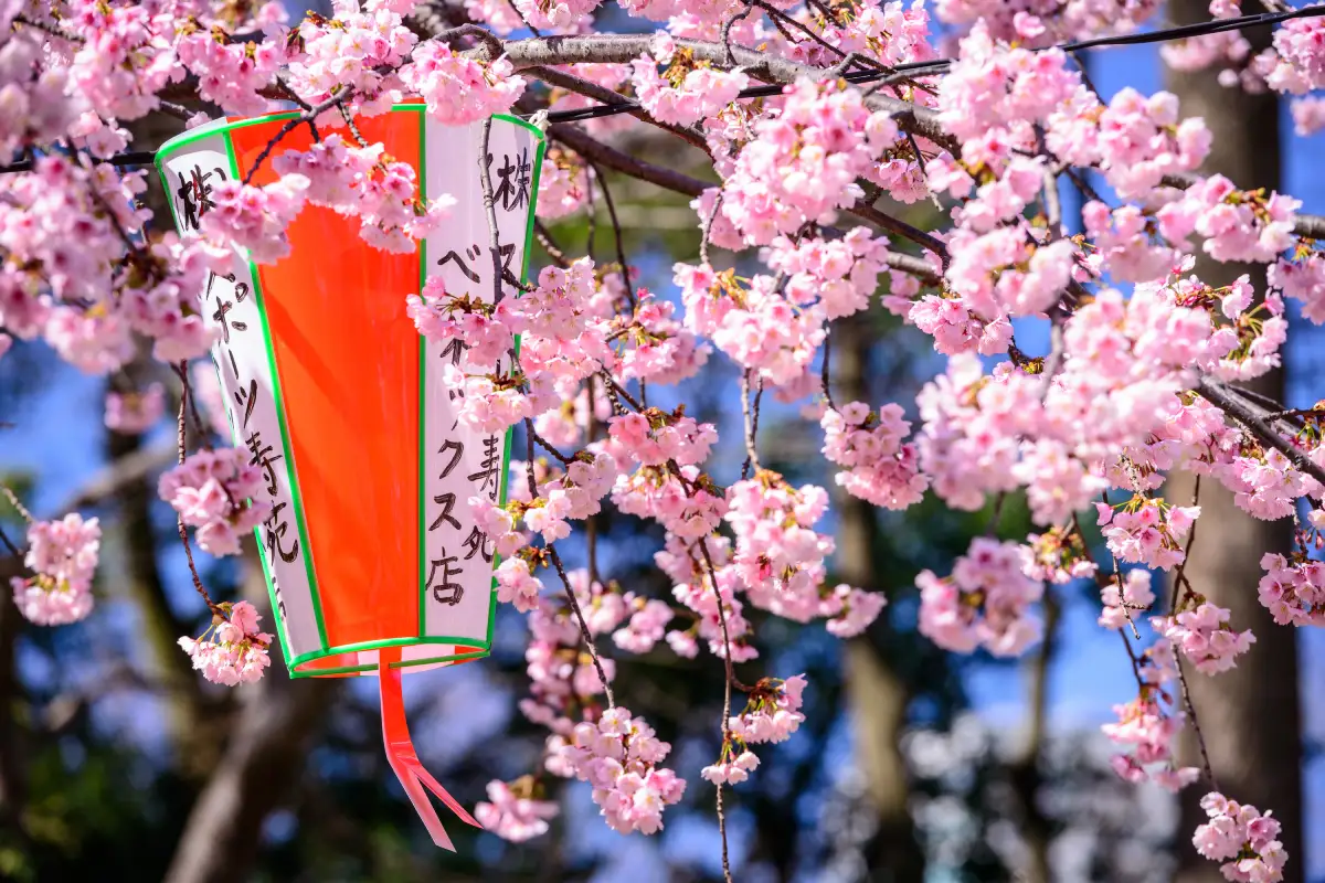 hanami parco di ueno giappone