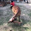 cervi di nara