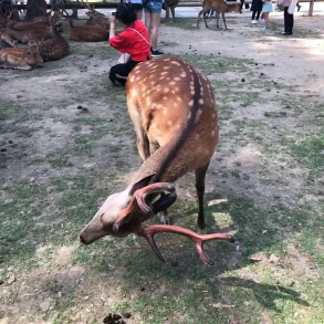 cervi di nara