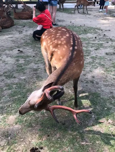 cervi di nara