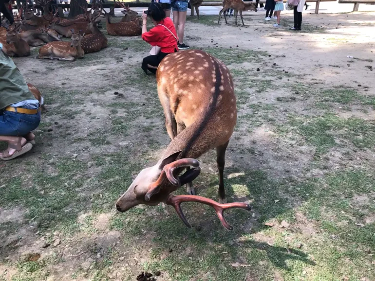 cervi di nara