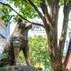 statua hachiko giappone