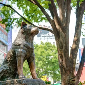 statua hachiko giappone
